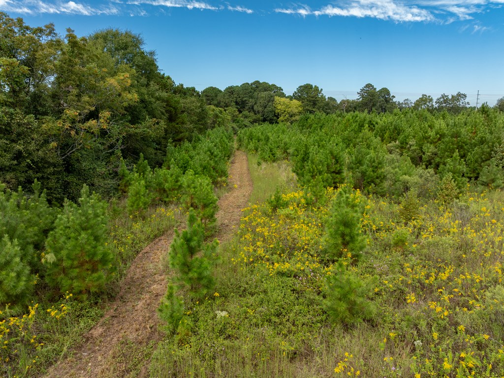95 (columbia Rd) Road Abbeville, AL 36310 - Photo 33 of 41