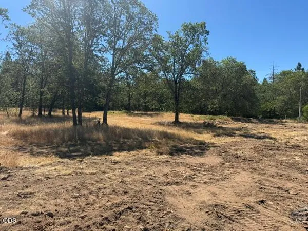 a view of a yard with a tree