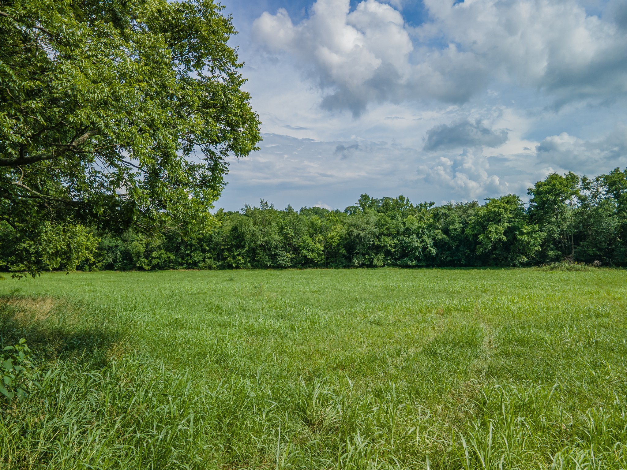 9 Old Zion Road Columbia, TN 38401 - Photo 11 of 29 a view of a field of grass and trees