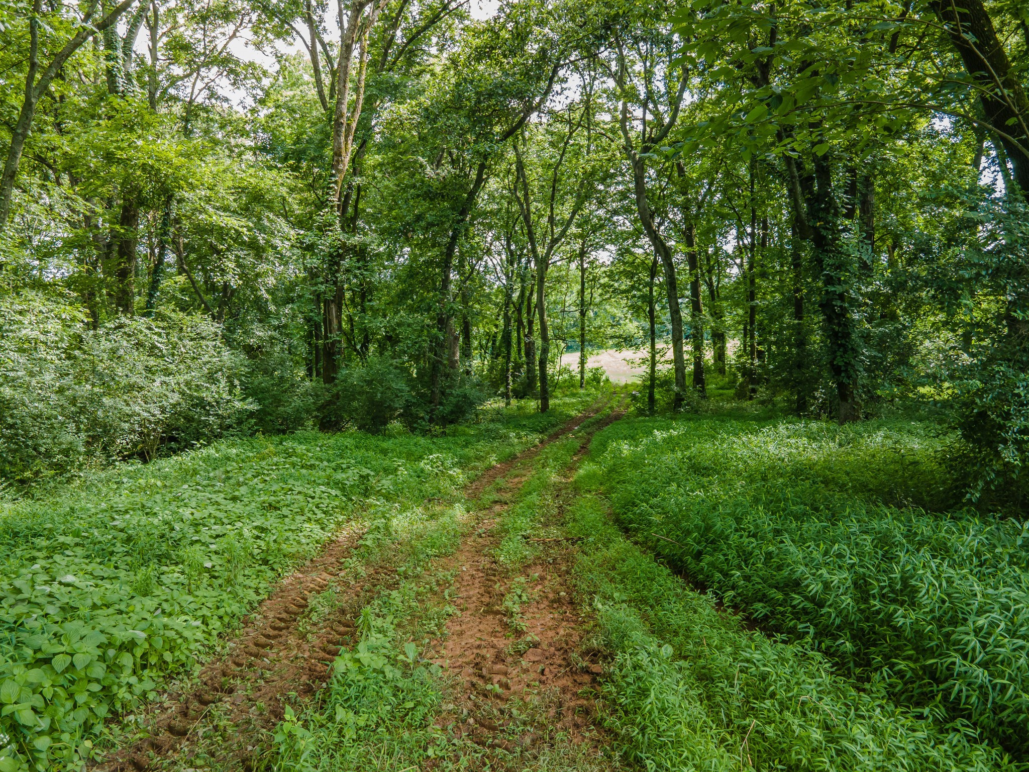 9 Old Zion Road Columbia, TN 38401 - Photo 21 of 29 a view of outdoor space and yard