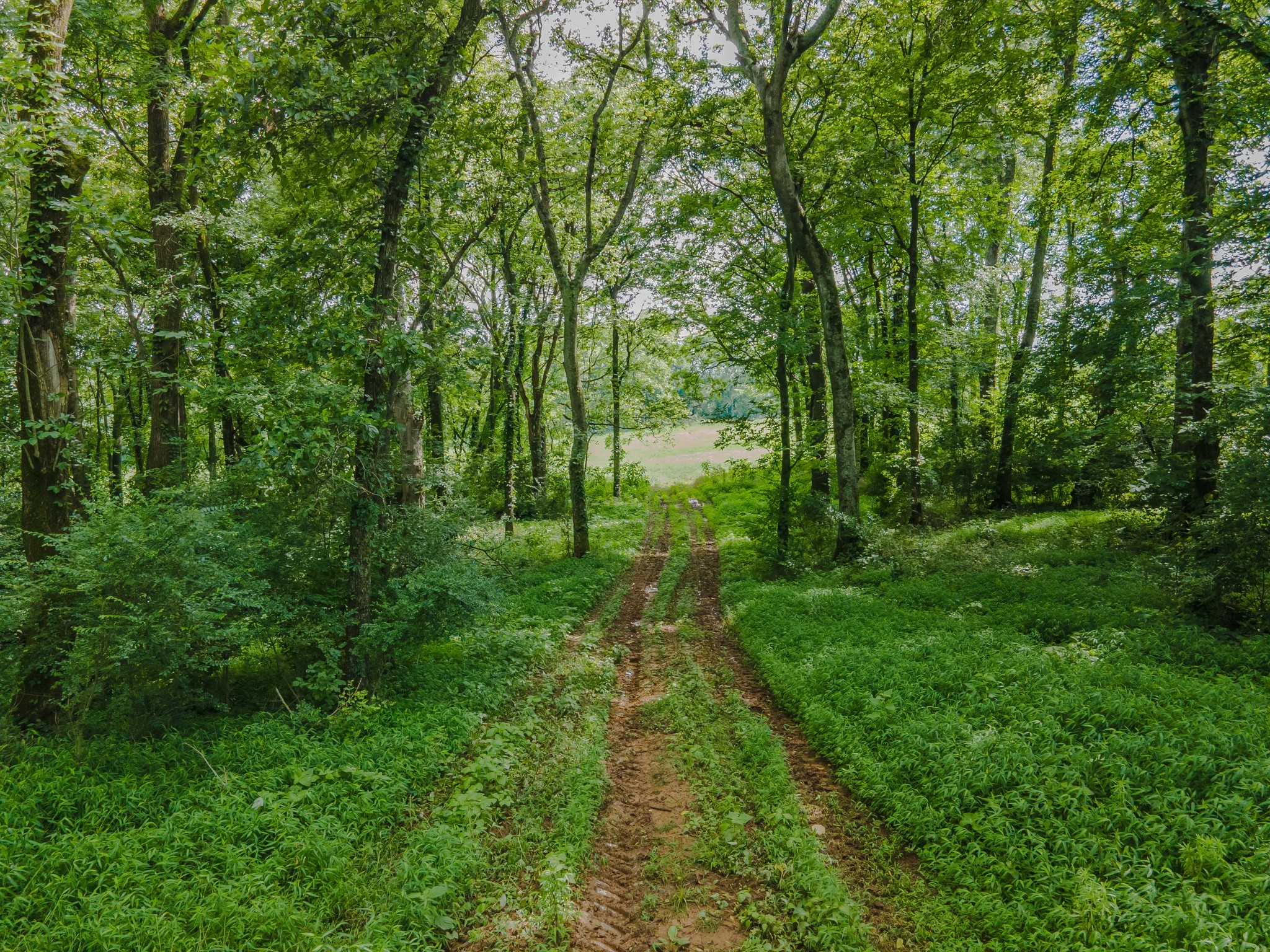 9 Old Zion Road Columbia, TN 38401 - Photo 22 of 29 a view of outdoor space and yard