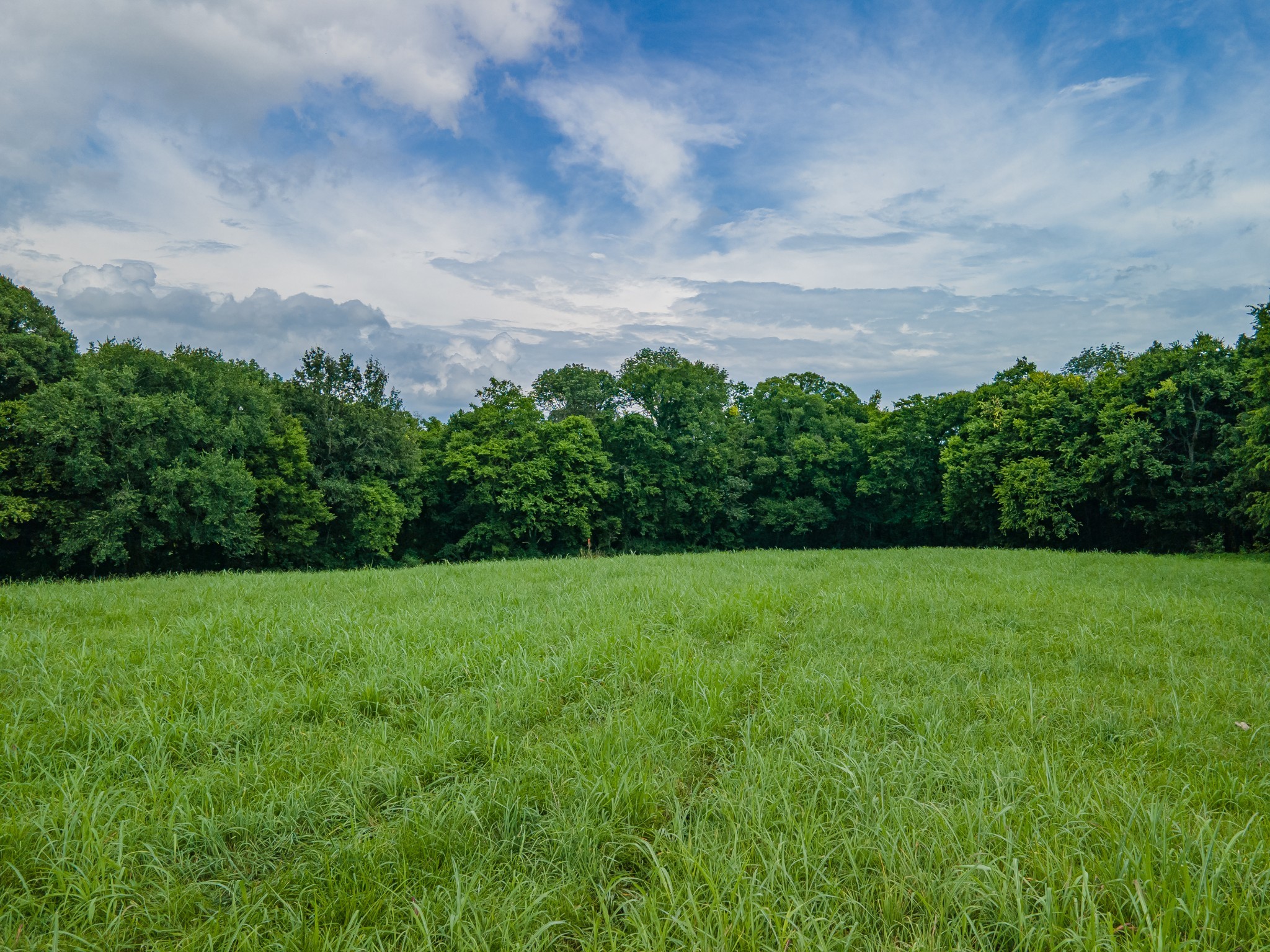 9 Old Zion Road Columbia, TN 38401 - Photo 9 of 29 a view of a field of grass and trees