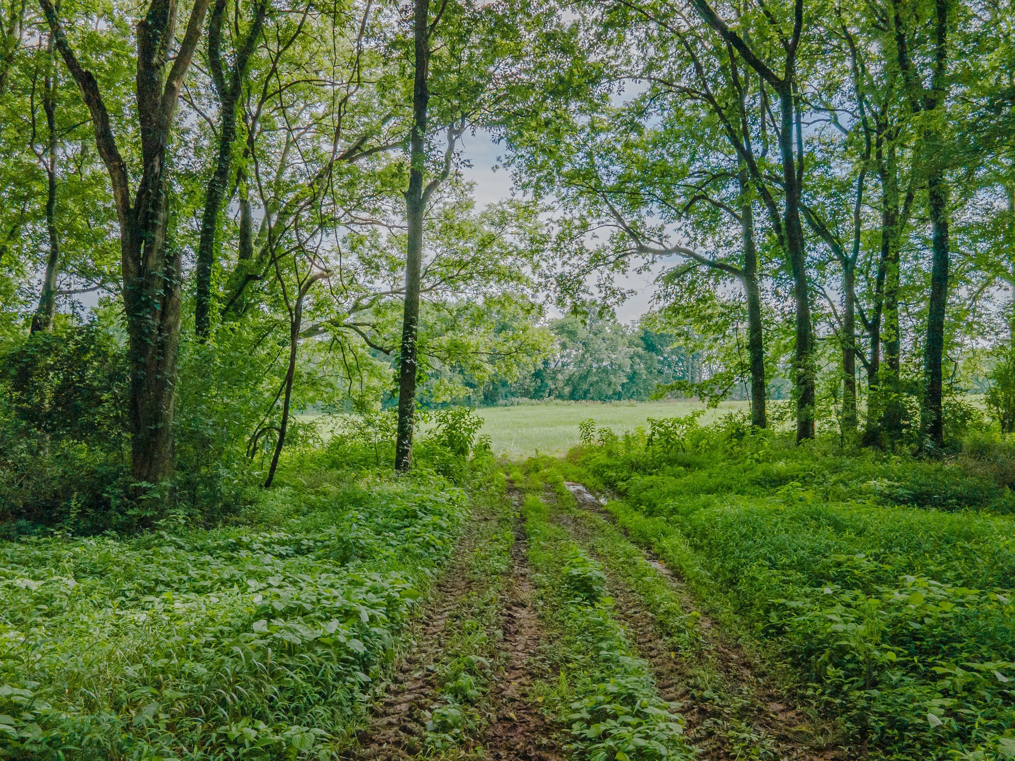 9 Old Zion Road Columbia, TN 38401 - Photo 10 of 29 a view of outdoor space and yard