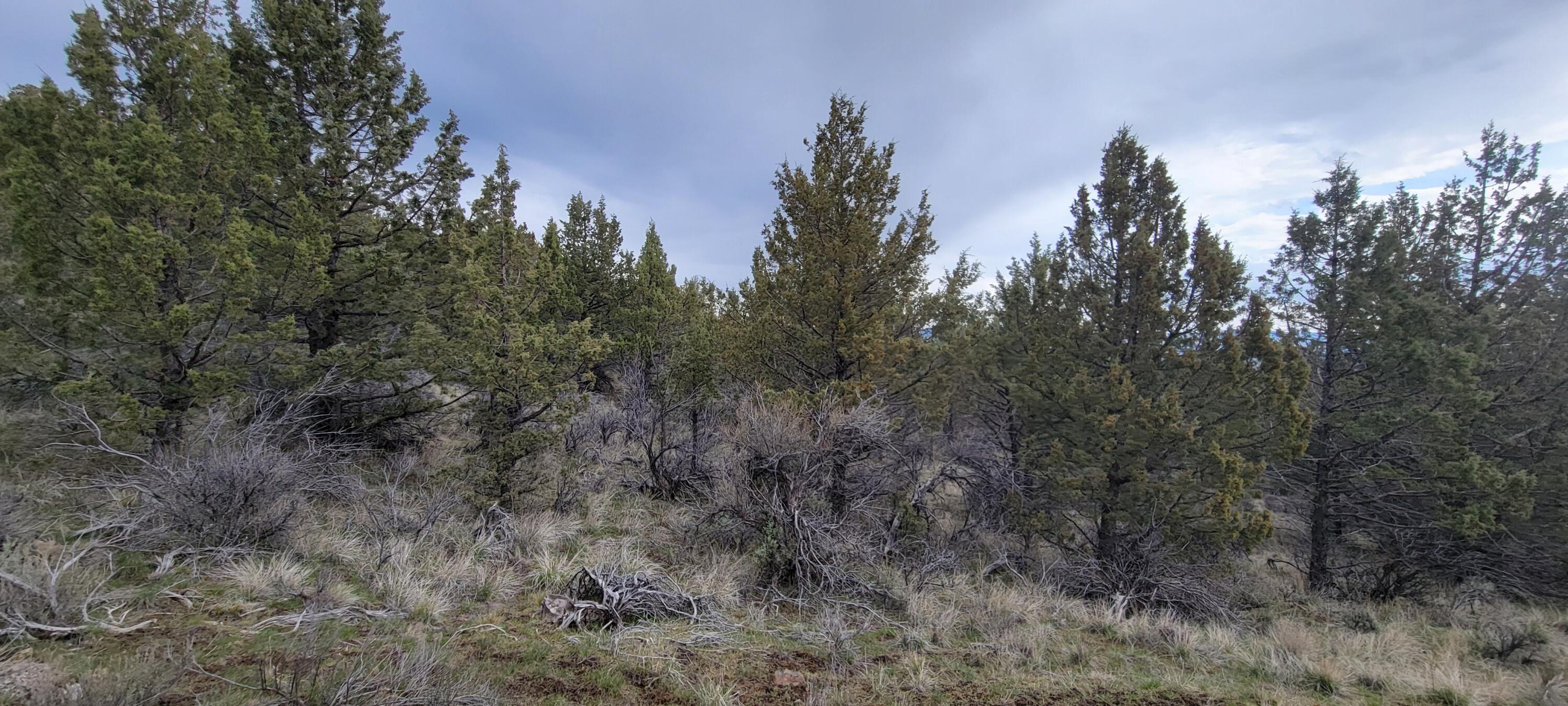 Southeast Osprey Road Prineville, OR 97754 - Photo 14 of 30 Wooded 04