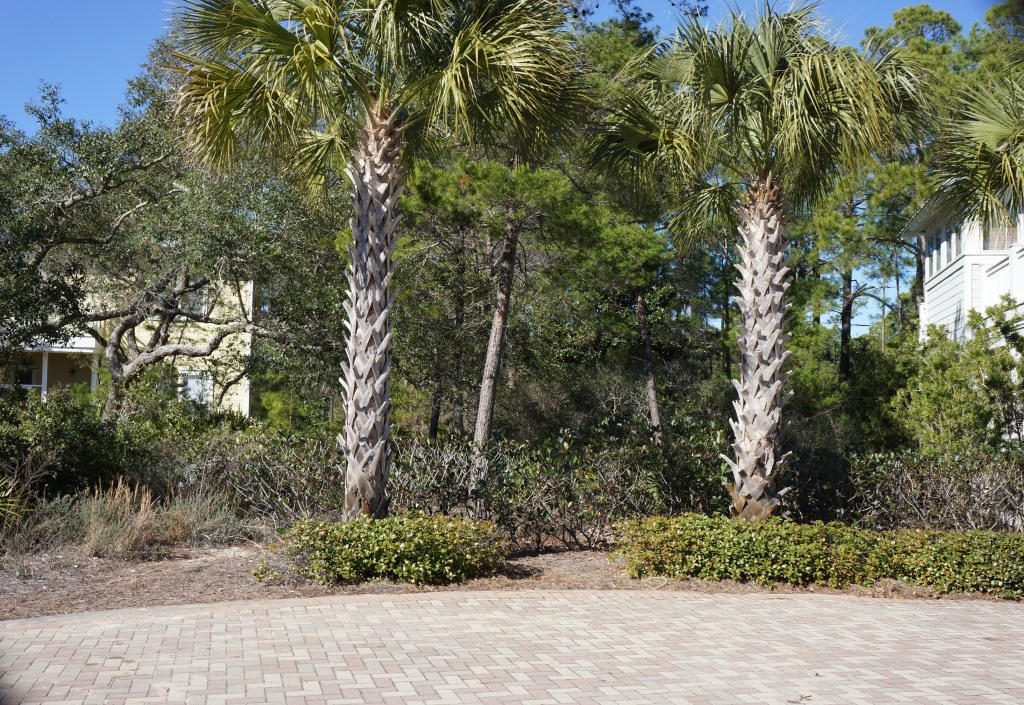 a view of a yard with plants and large trees