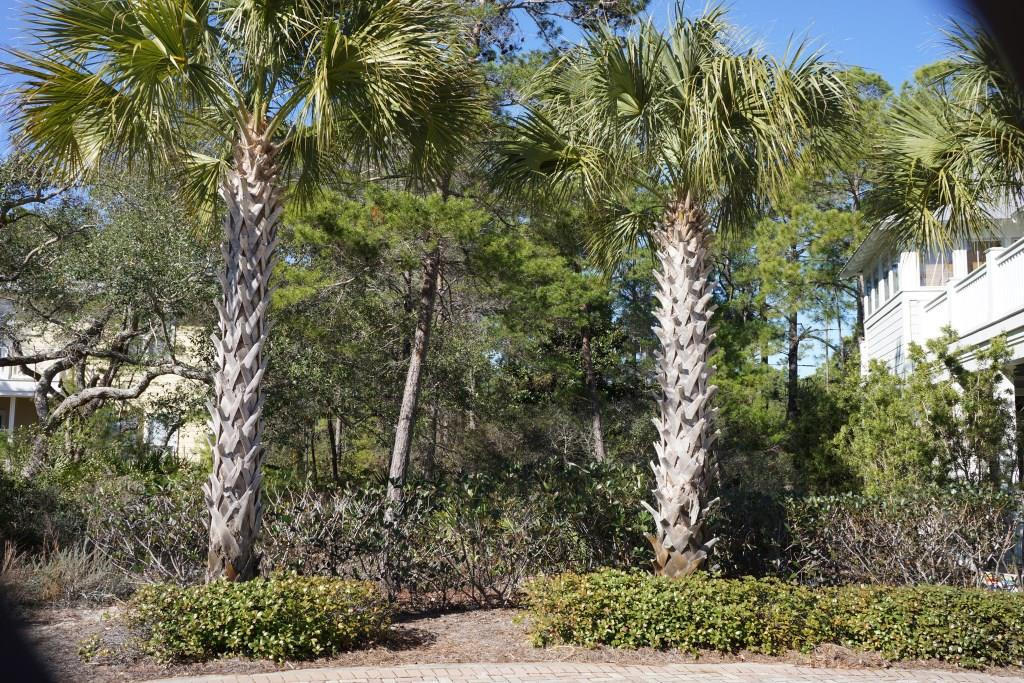 Lot 9 Tresca Lake Santa Rosa Beach, FL 32459 - Photo 2 of 3 a backyard of a house with lots of green space