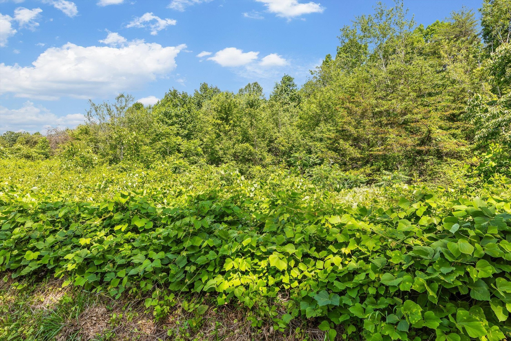 4300 Pocket Road Whitwell, TN 37397 - Photo 32 of 33