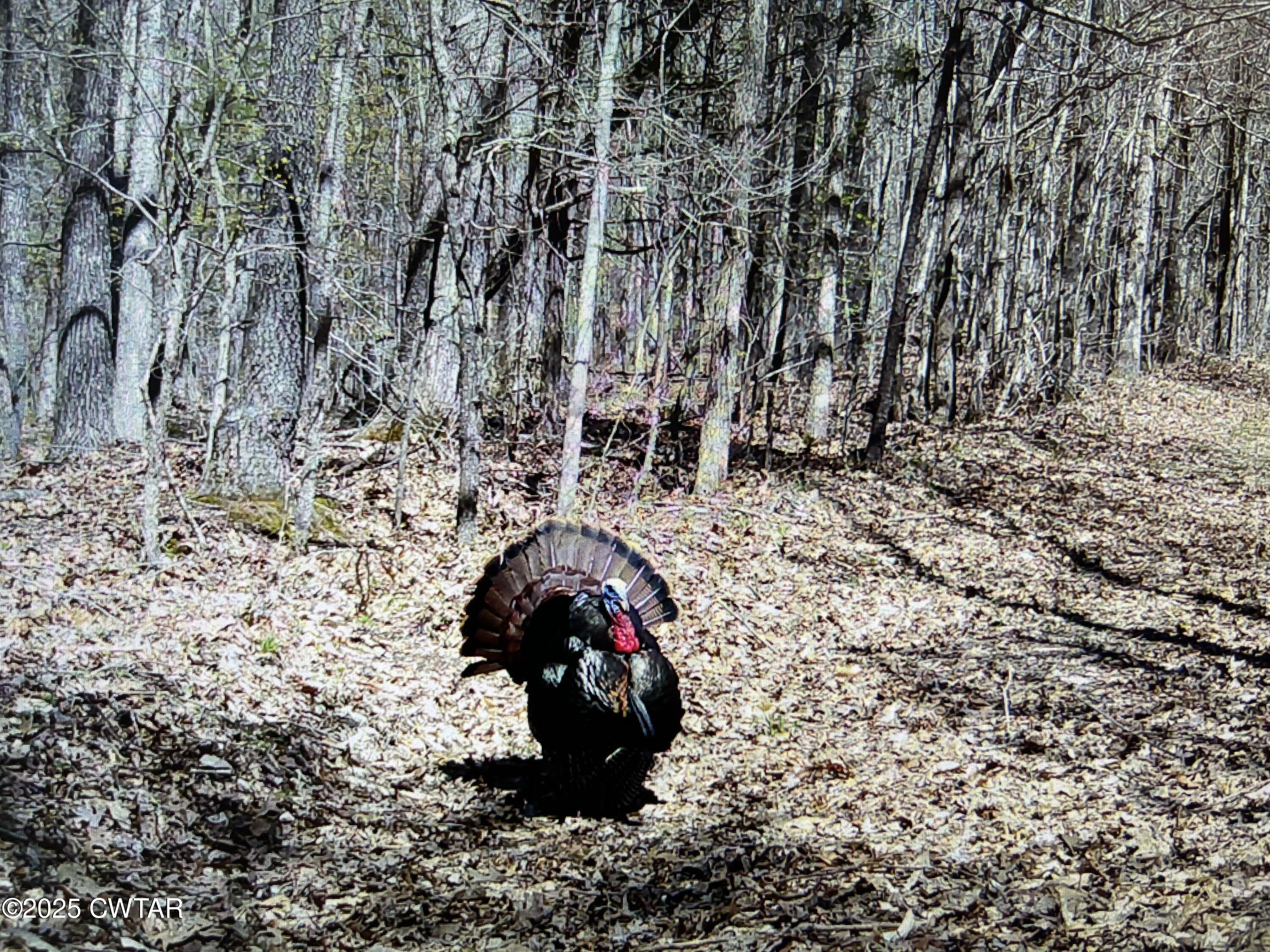 a view of a outdoor space with lots of trees
