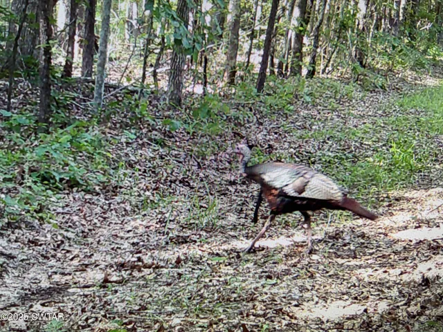 a view of a backyard with a tree