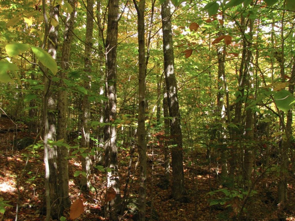 0 Basin Carthage, ME 04224 - Photo 29 of 29 Photo