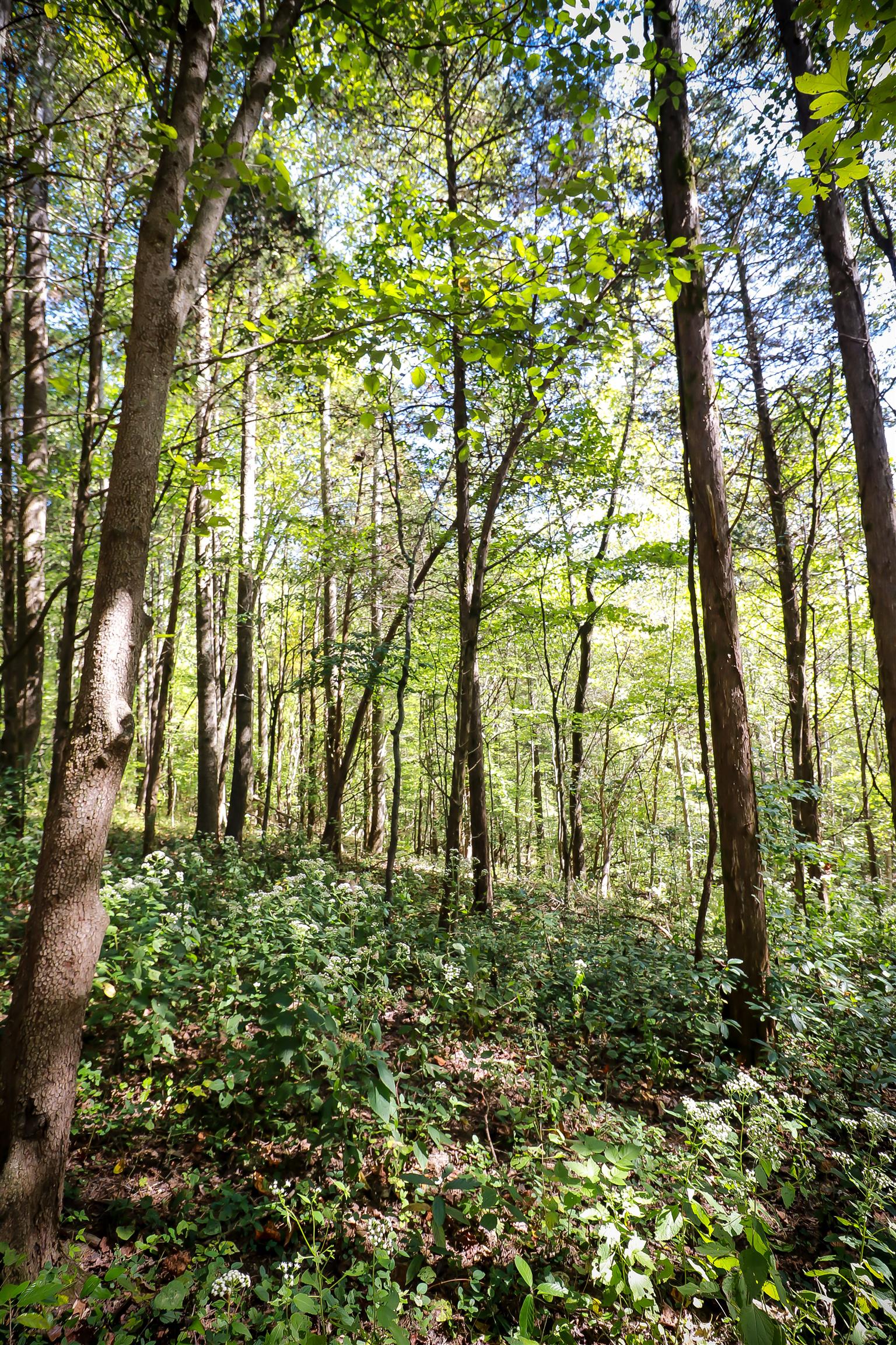 4639 Cathey Ridge Road Manchester, TN 37355 - Photo 26 of 30 a big yard with lots of green space and plants