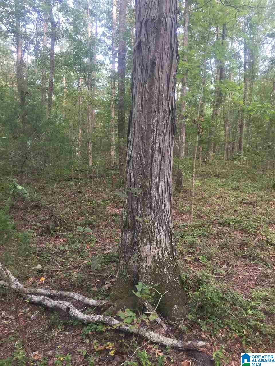 241 Sulphur Springs Road, Unit 9 89 ACRES Lincoln, AL 35096 - Photo 15 of 44