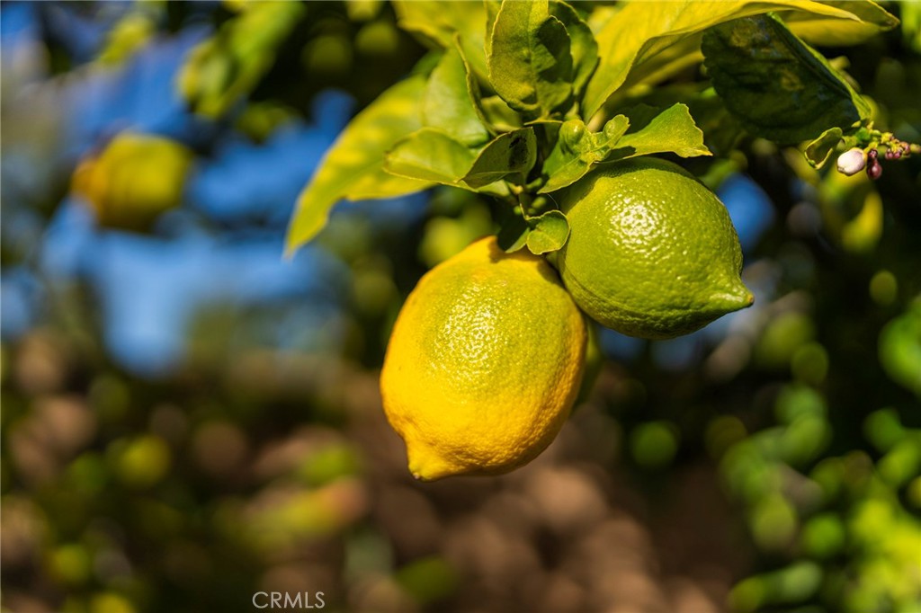 6 Shepherd Court Ladera Ranch, CA 92694 - Photo 57 of 68