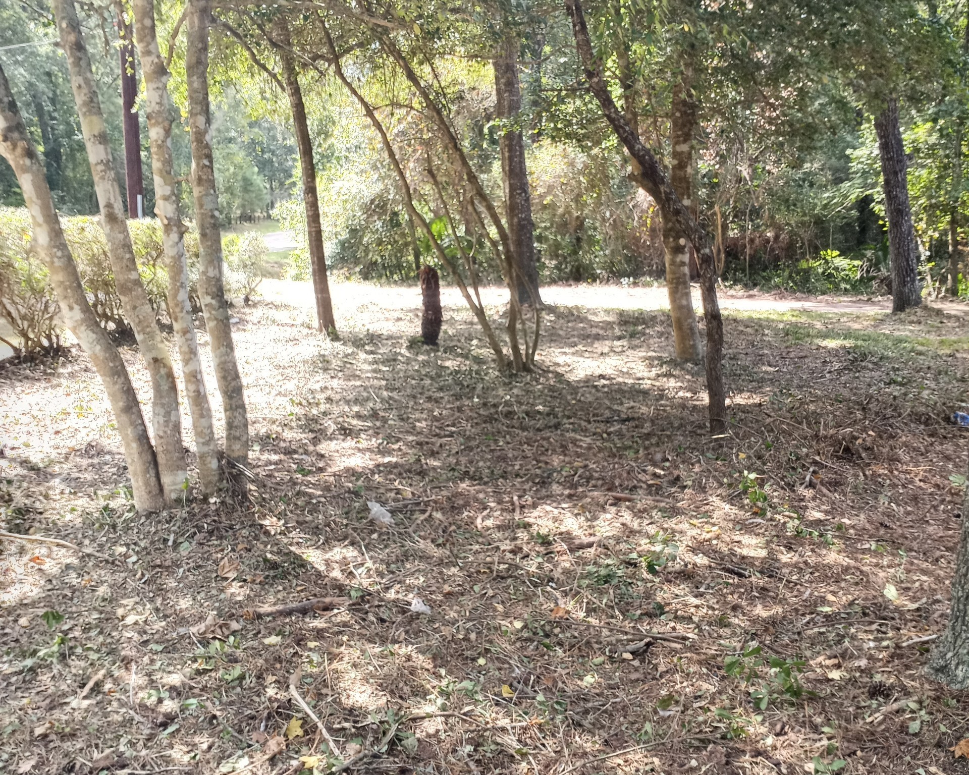 37402 Robin George Trail Magnolia, TX 77354 - Photo 5 of 20