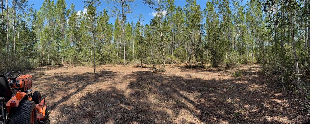 859 Wild Cur Road Pierson, FL 32180 - Photo 8 of 19 a view of open space with trees