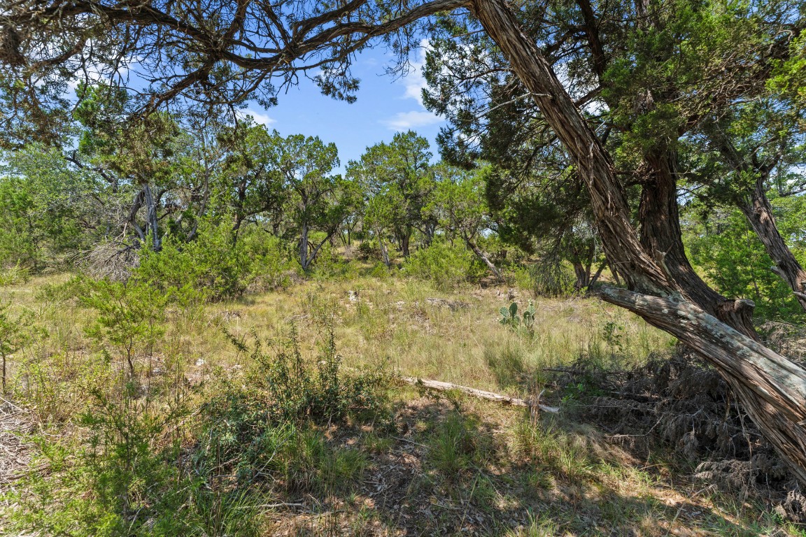 7 B Broadwing Cove Austin, TX 78737 - Photo 5 of 14 a view of a tree in a yard