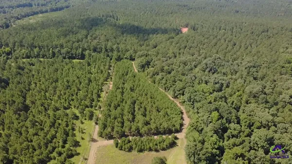 a view of a forest