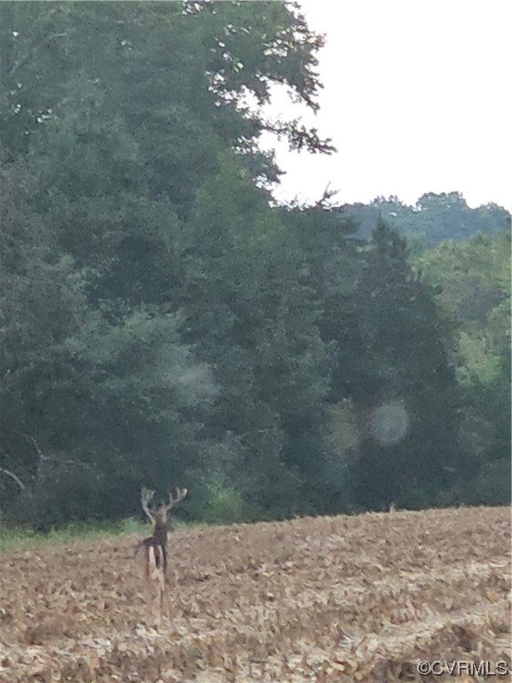 0 Maidens Road Powhatan, VA 23139 - Photo 5 of 6 a view of a yard