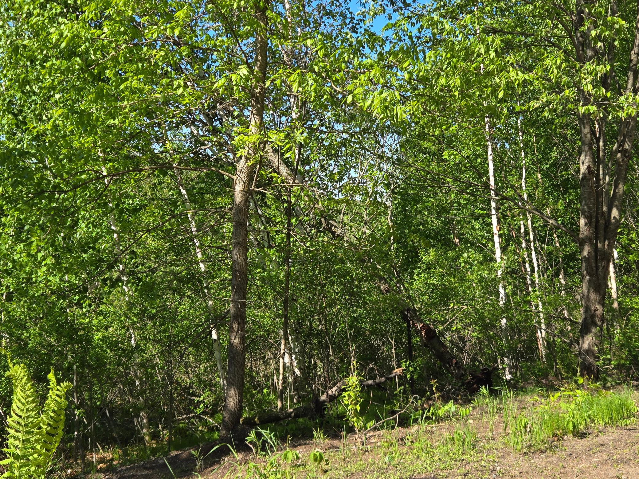 Tbd 360th Street Onamia, MN 56359 - Photo 6 of 10