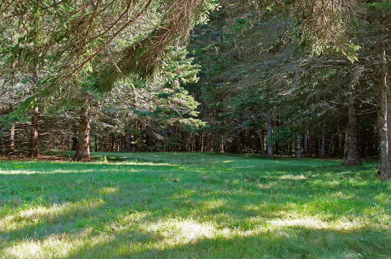 113 Lopaus Point Road Bernard, ME 04612 - Photo 17 of 23 PastureTrees