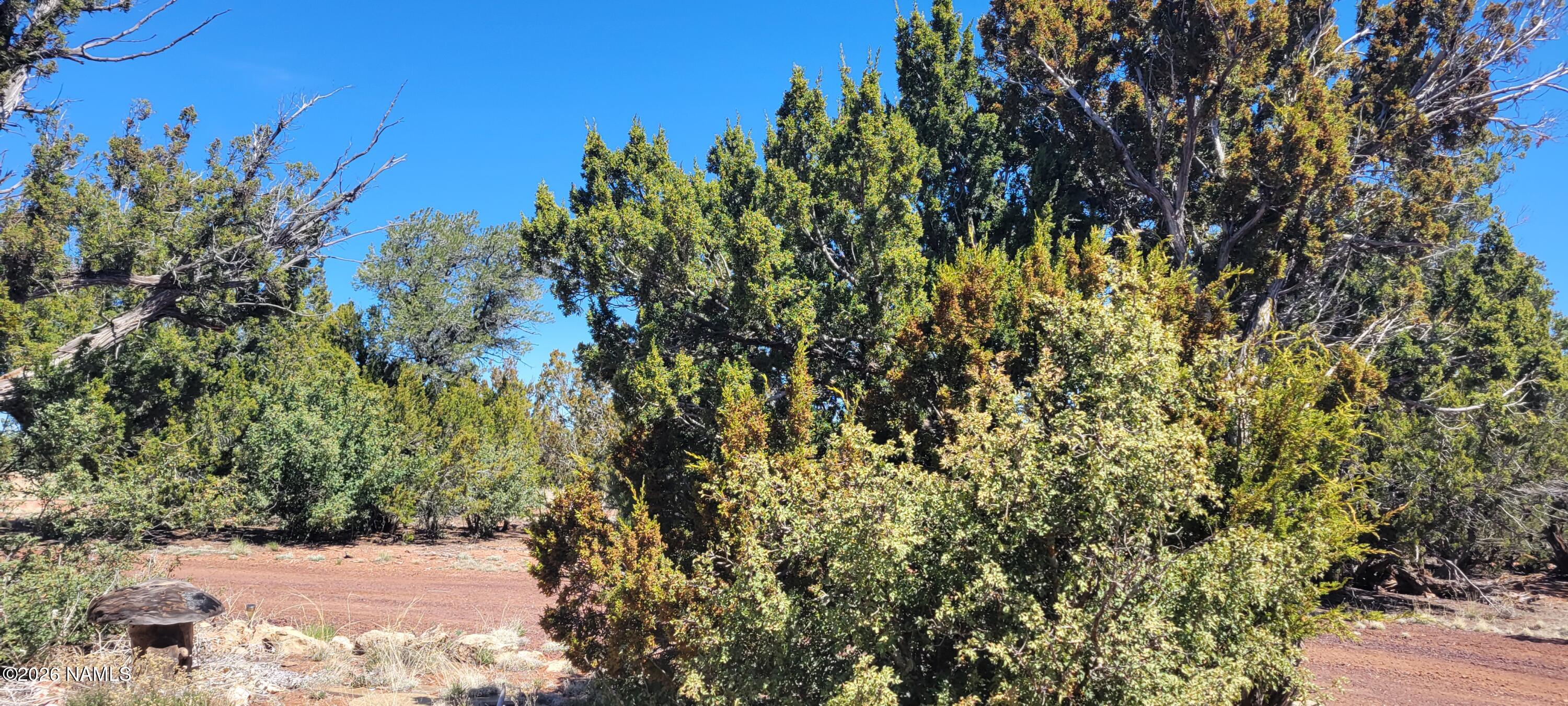 4650 Juniper Road Williams, AZ 86046 - Photo 28 of 28 a view of yard with green space