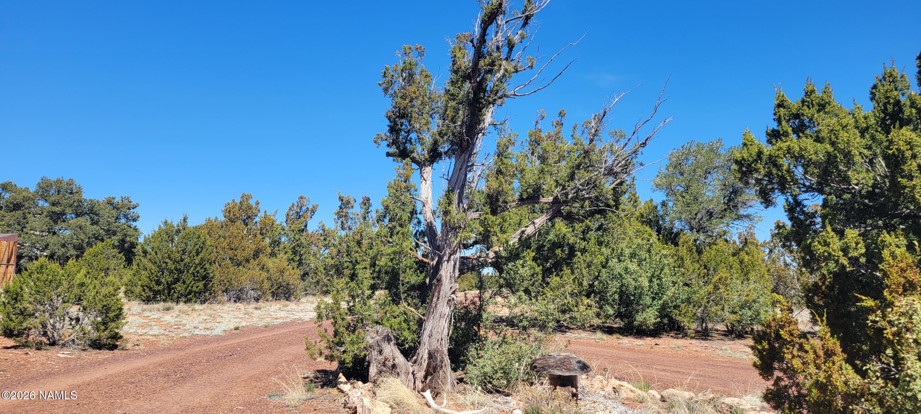 4650 Juniper Road Williams, AZ 86046 - Photo 3 of 28 a view of a yard with a tree