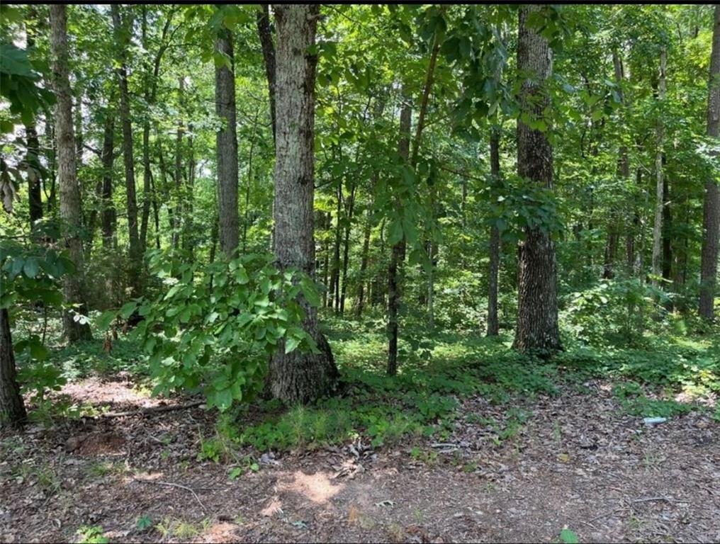 1315 Gaddis Road Canton, GA 30115 - Photo 7 of 8 a view of a forest with lots of trees