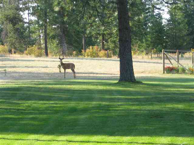 10302 East Boundary Road Elk, WA 99009 - Photo 2 of 9