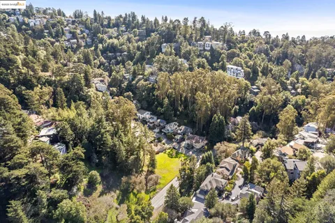 a view of a yard with plants and large trees