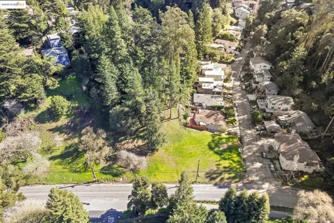 a view of a yard with plants and large trees