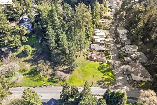 a view of a yard with plants and large trees