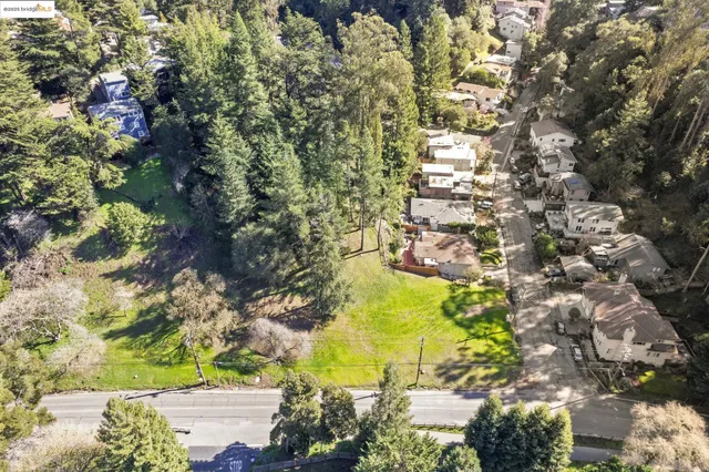 a view of a yard with plants and large trees