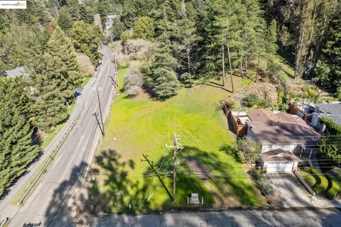 a view of a yard with plants and large trees