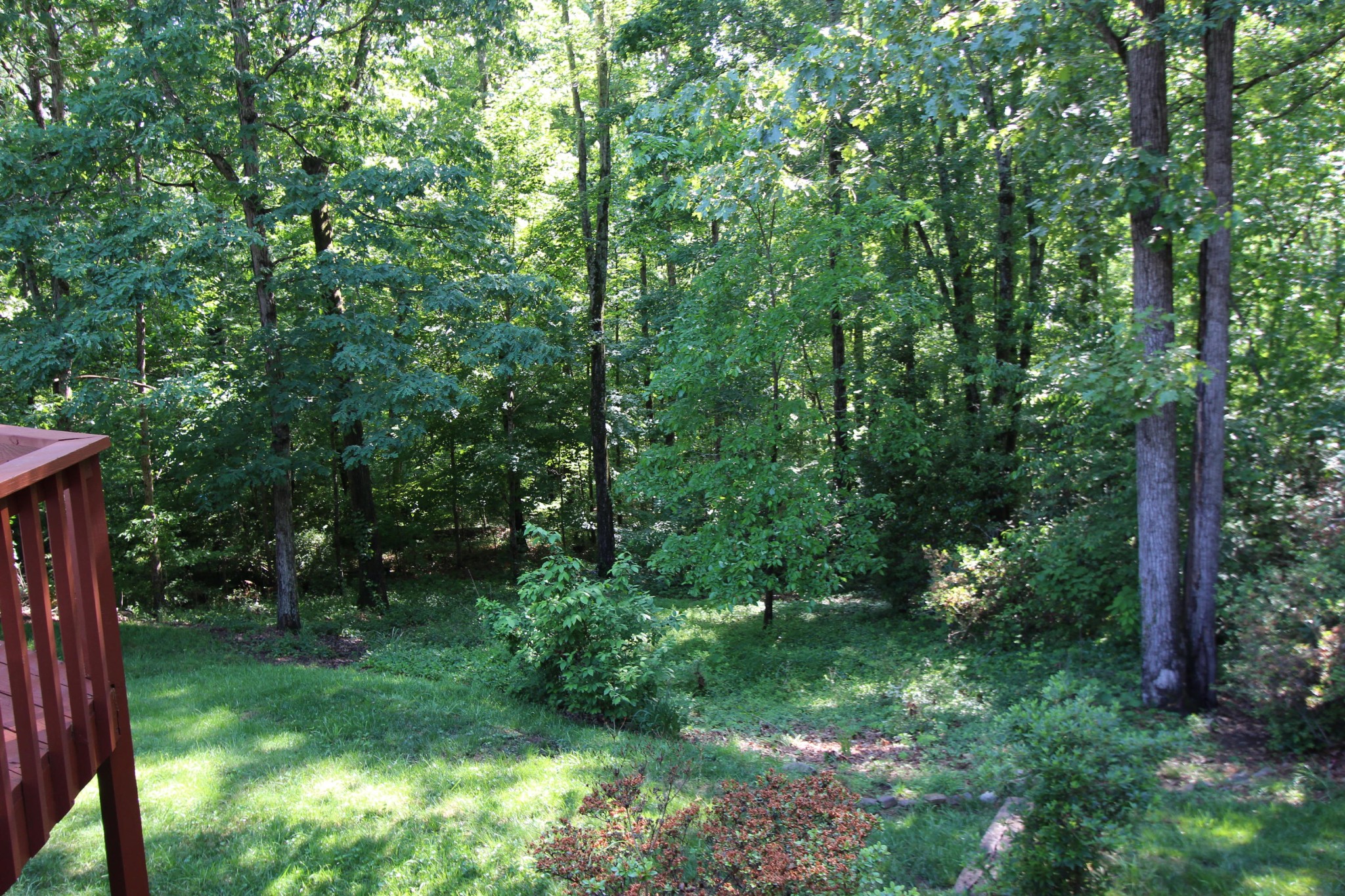 133 North Seneca Road Oak Ridge, TN 37830 - Photo 6 of 35 a view of a lush green forest