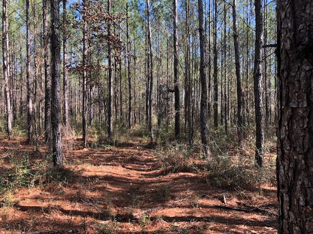 12291 Maytower Road Stockton, AL 36579 - Photo 3 of 6