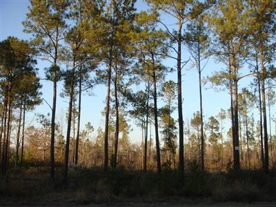 75 Gilbert Road Southeast Bolivia, NC 28422 - Photo 3 of 6 Additional Photo