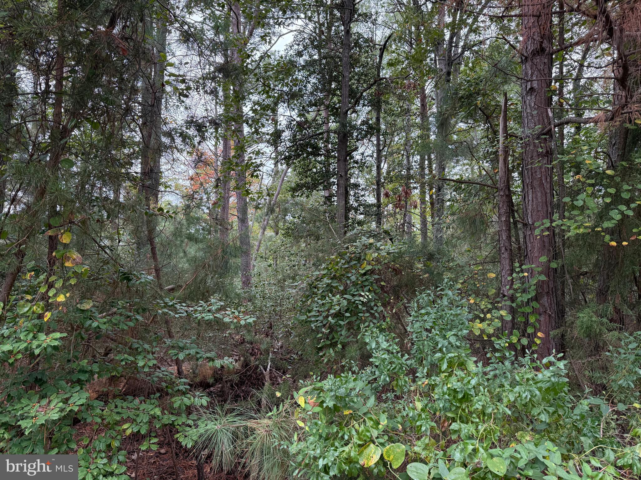 11240 Lord Baltimore Drive Issue, MD 20645 - Photo 2 of 12 a view of forest