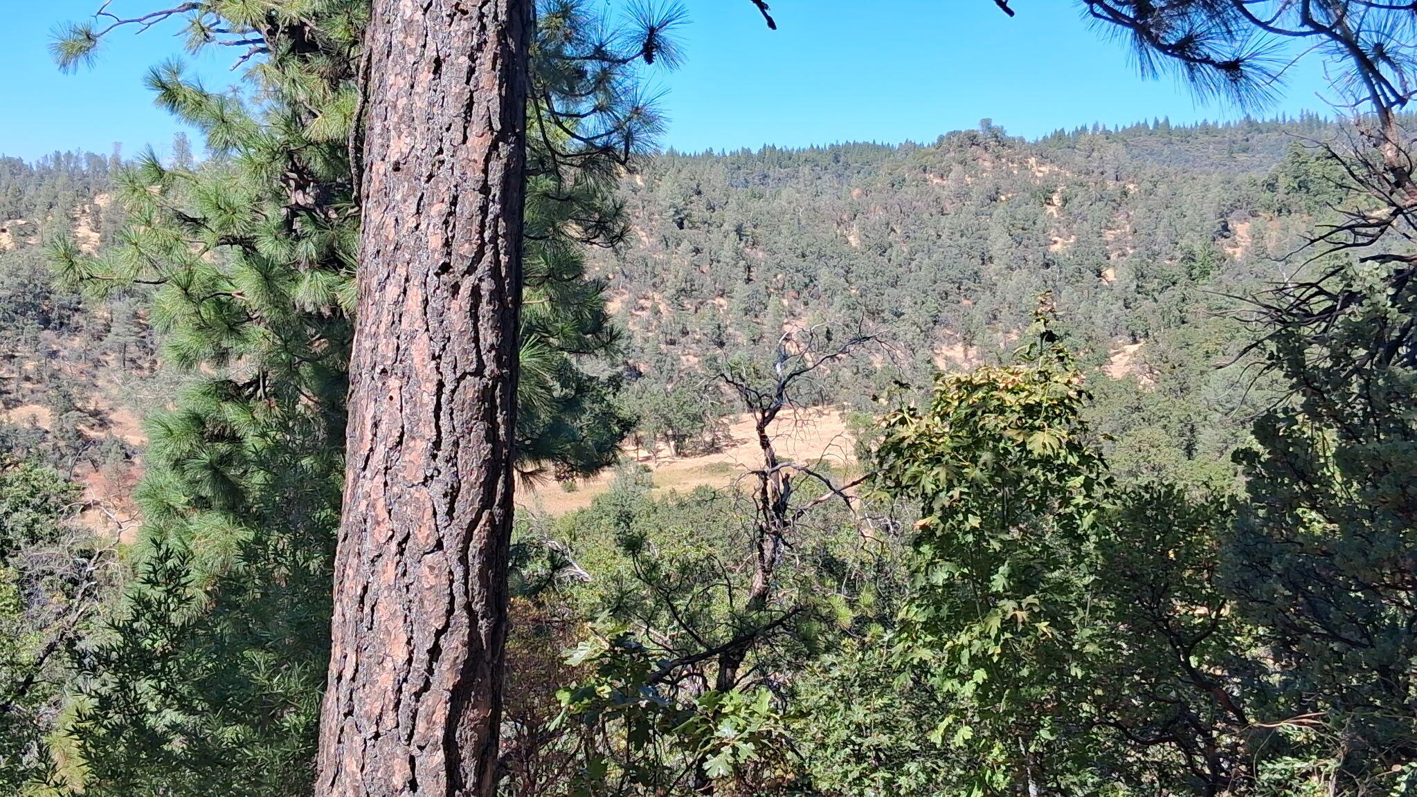 739-acres Shingletown Ridge Road Shingletown, CA 96088 - Photo 8 of 19 8215
