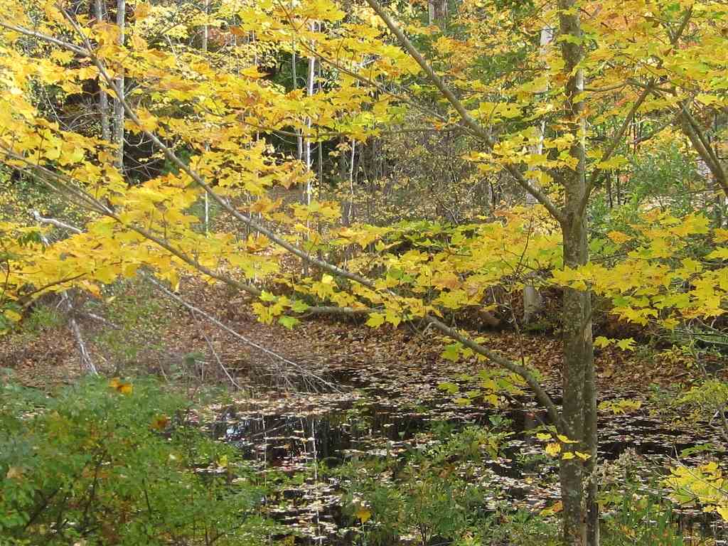 0 Mousley Brook Road Orford, NH 03777 - Photo 5 of 6