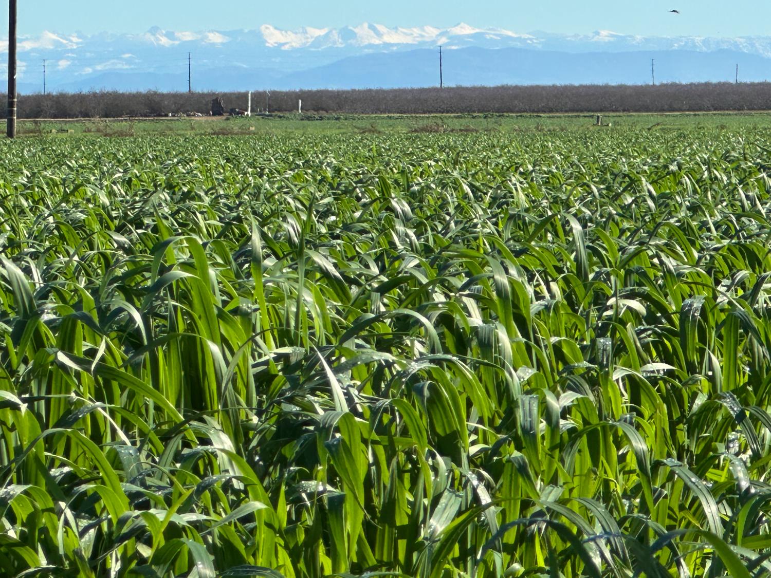 13085 North Vincent Road Turlock, CA 95380 - Photo 11 of 11 a view of a yard with a tree