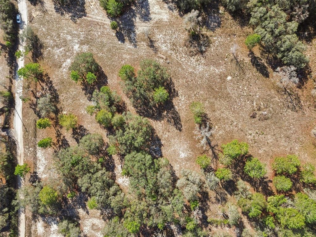 14459 Coyote Road Hudson, FL 34669 - Photo 32 of 55 a view of a plants in a yard