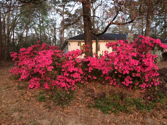 4501 Mill Spring Road Hollywood, SC 29449 - Photo 29 of 30 IMG_2872