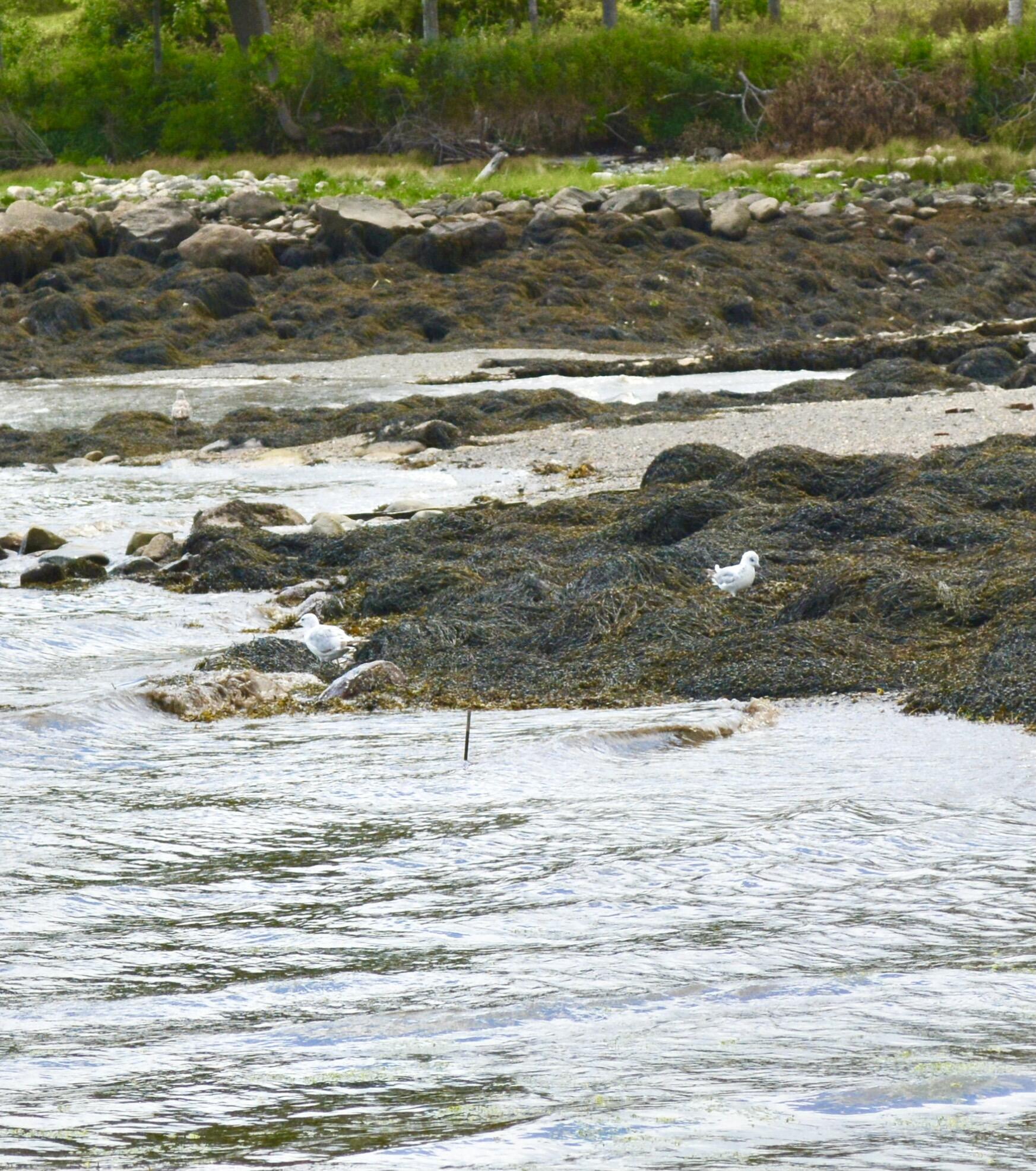 0 Savery Road Searsport, ME 04974 - Photo 20 of 20 Locals