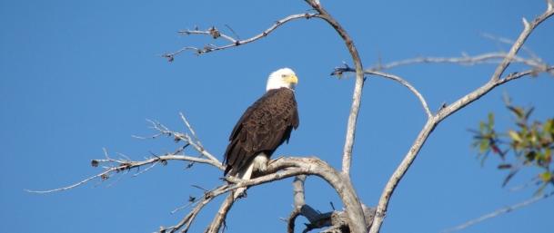 3812 Jefferson Street, Unit 3812 Stuart, FL 34997 - Photo 55 of 76 slc wildlife