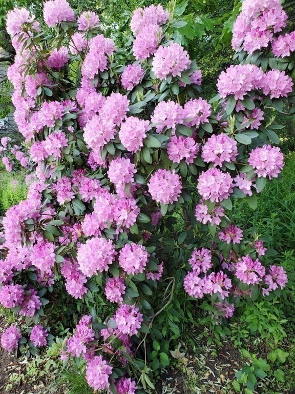 38 Blacksmith Road Wilbraham, MA 01095 - Photo 39 of 39 a view of a flower