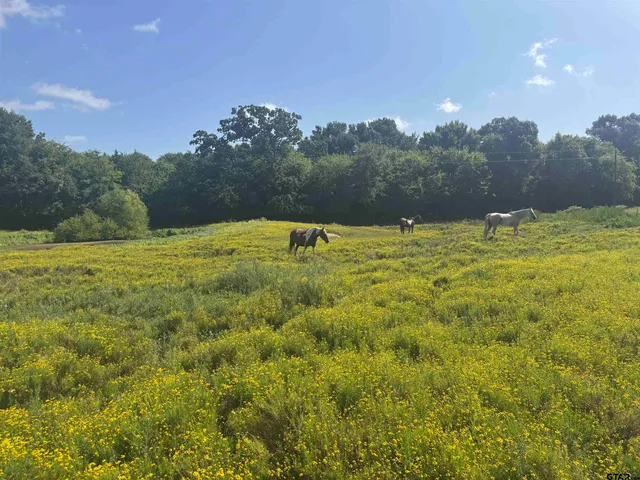 $1,700,000 | 302 County Road 4413, Ben Wheeler, TX 75754