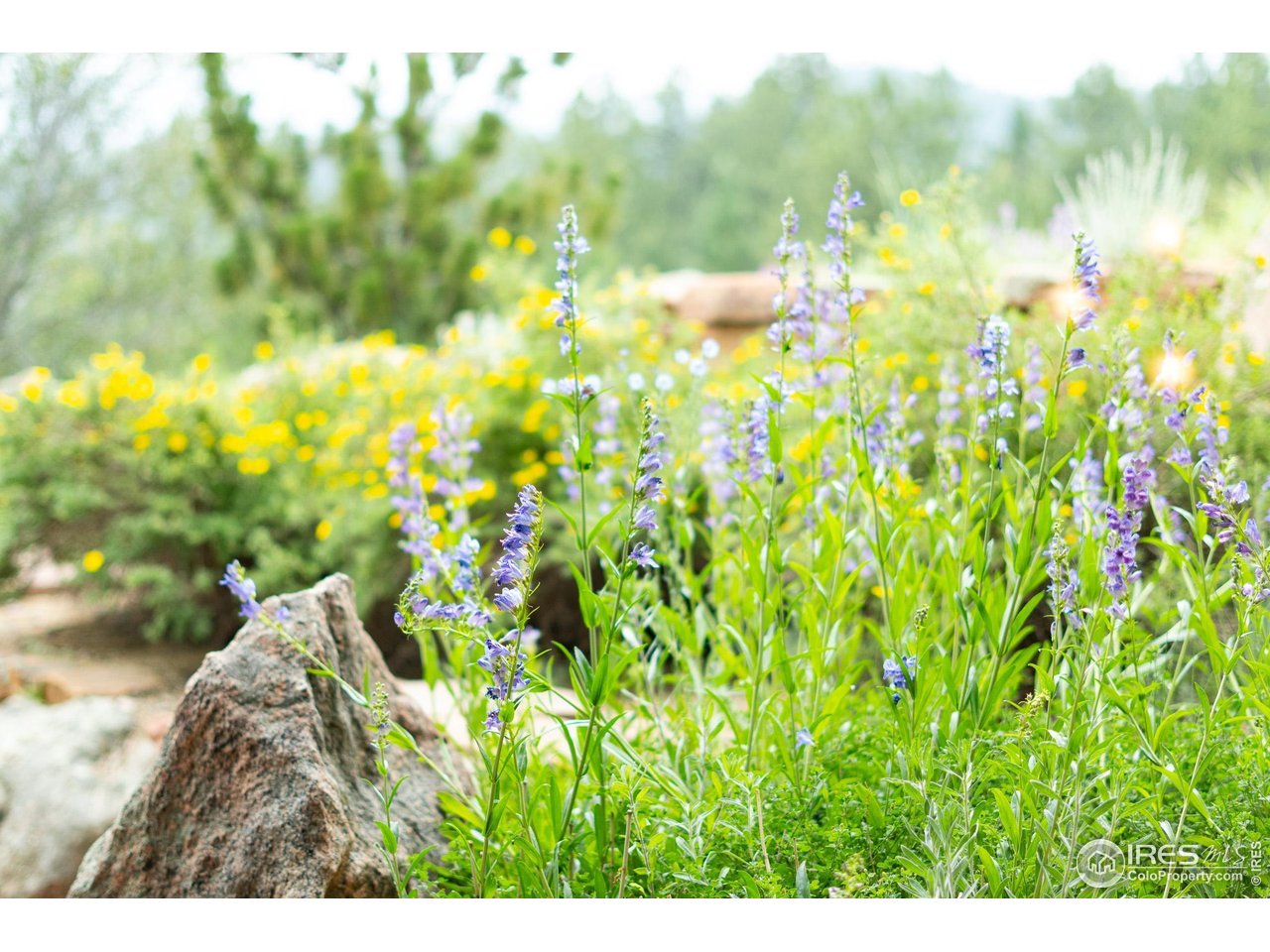 237 Puma Drive Boulder, CO 80302 - Photo 38 of 40 Natural beauty abound