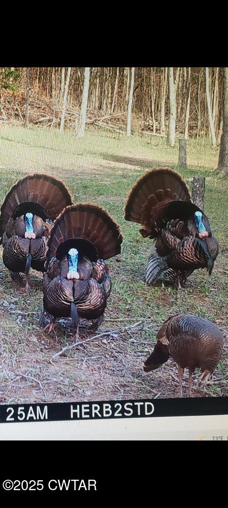 255 Hartley Road Camden, TN 38320 - Photo 66 of 79 134809_80