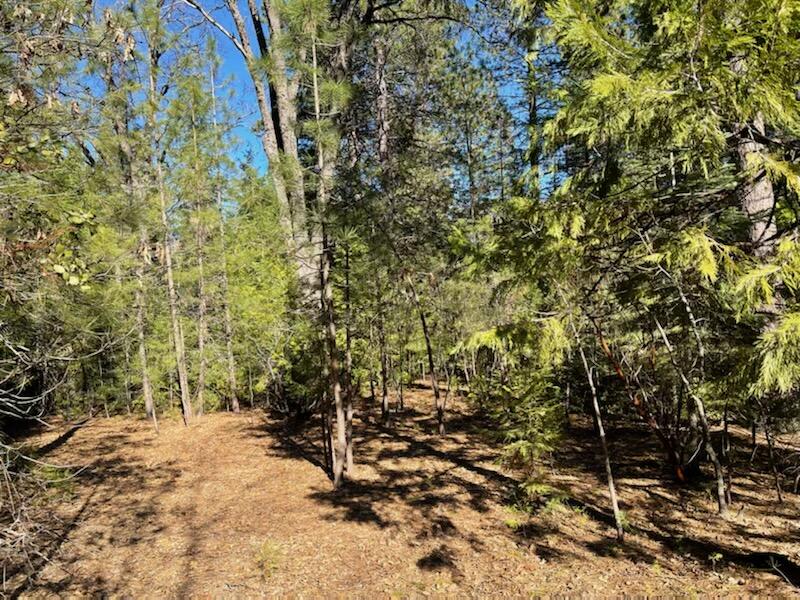 Emigrant Trail Shingletown, CA 96088 - Photo 6 of 9 IMG_0585