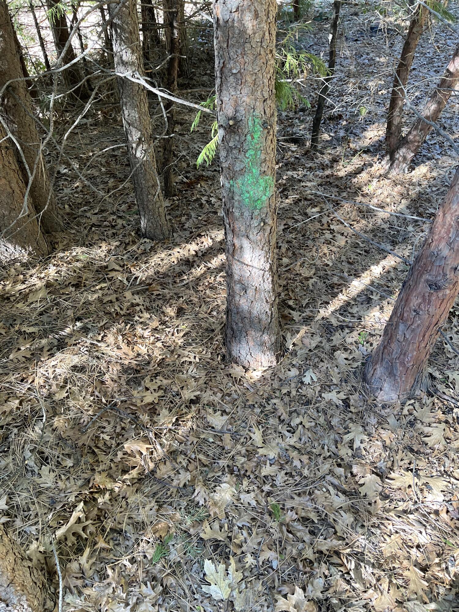 Emigrant Trail Shingletown, CA 96088 - Photo 8 of 9 IMG_0588